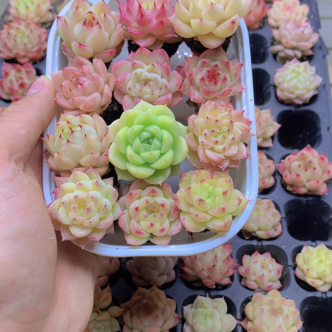 我要去看你了啊我021
