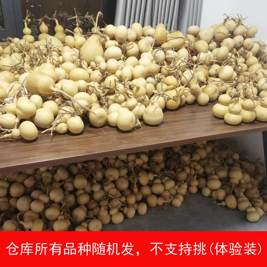 多品种天然种植文玩葫芦手捻小葫芦手把件