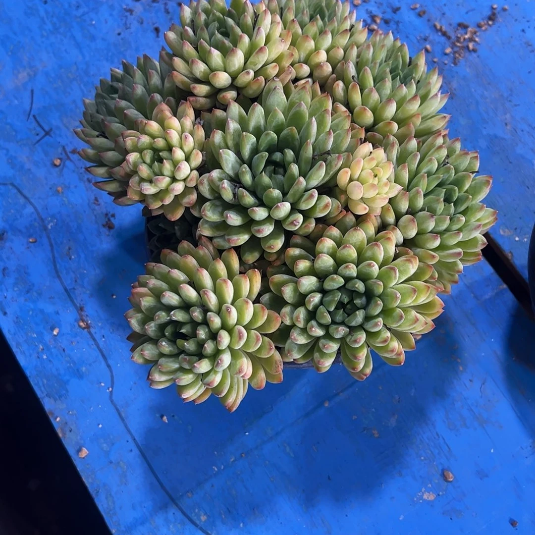 没***的星际迷航多肉植物