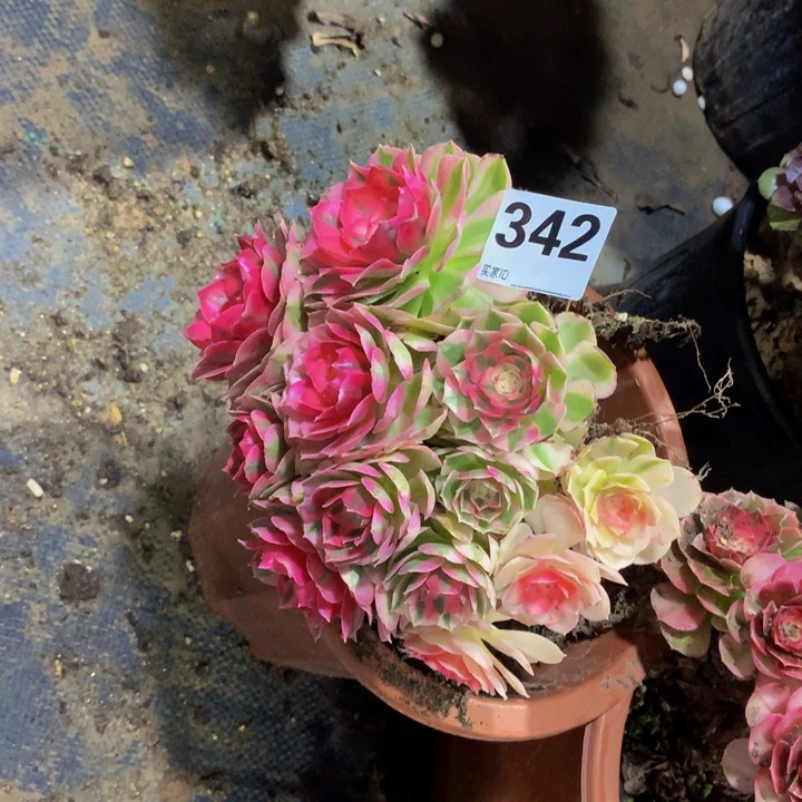 婉***儿无花朵倾城3420000000