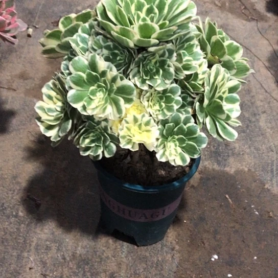 地***空无花朵835号迈巴赫法师多肉植物