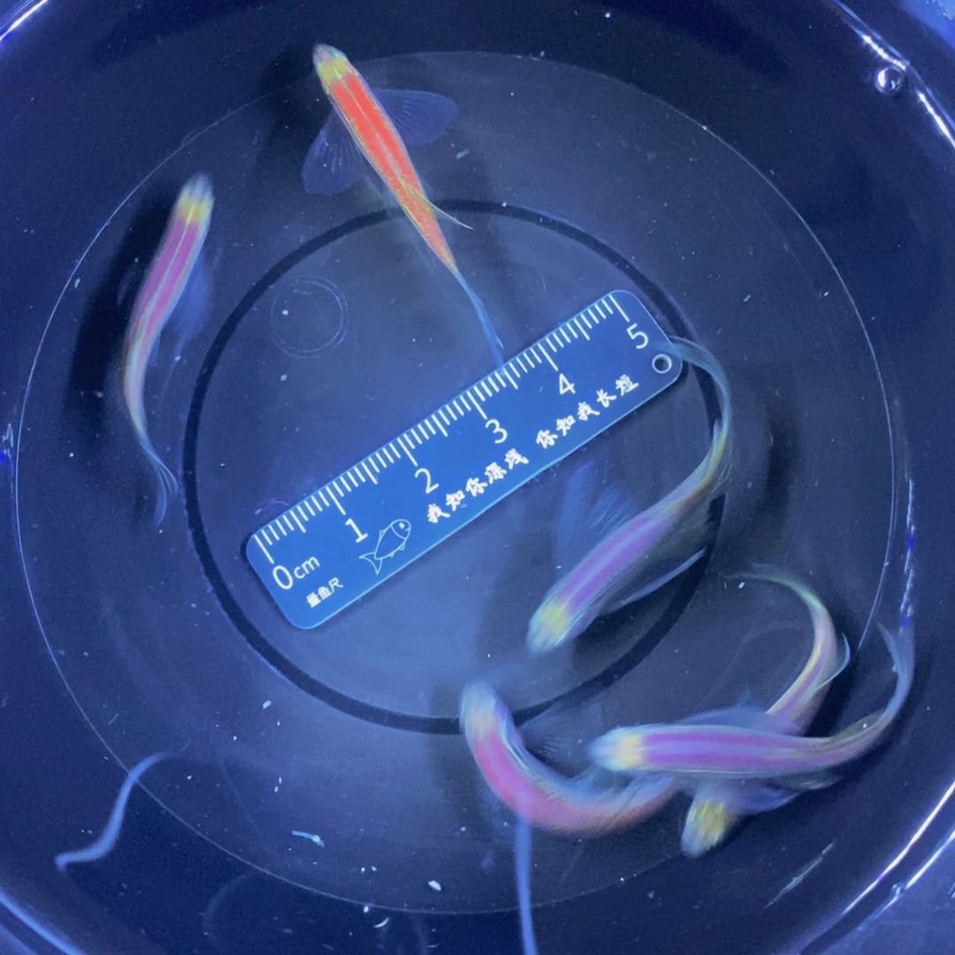 斑马鱼蝶翼斑马6条3.5厘米