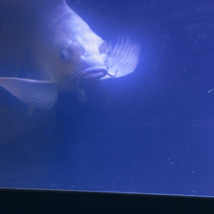 浪***子蝴蝶鲤鱼蝴蝶鲤138