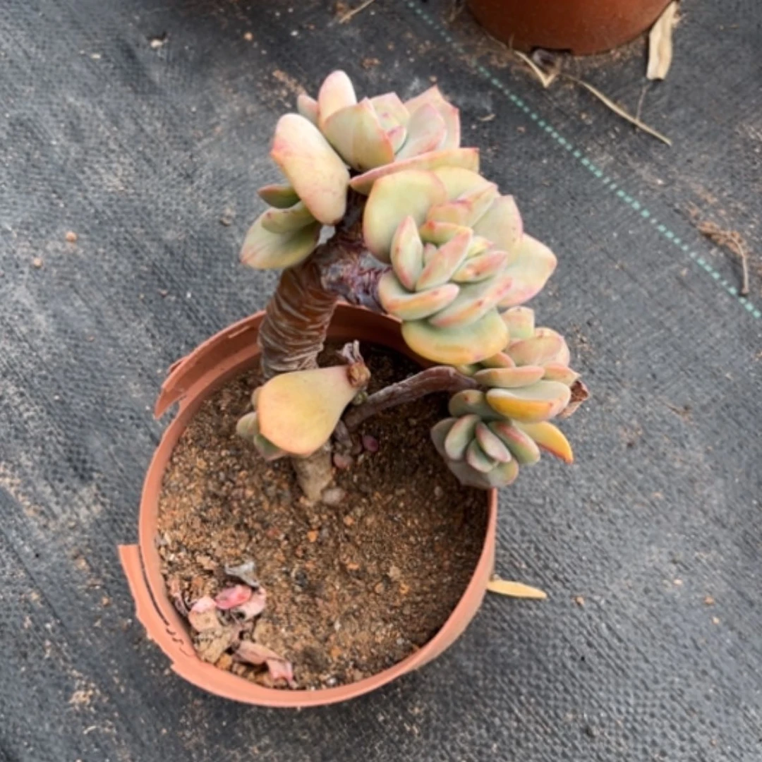 【闪购商品】晓**7白凤