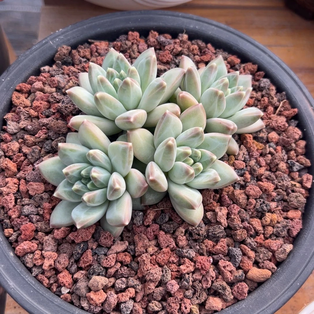 多肉绿源美人【非偏远满18包邮】