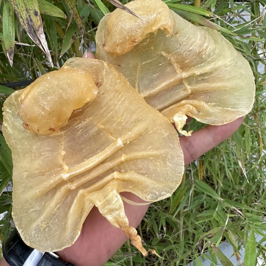 【前记精选】14-16头本港湛江赤嘴公鱼胶  150-500克