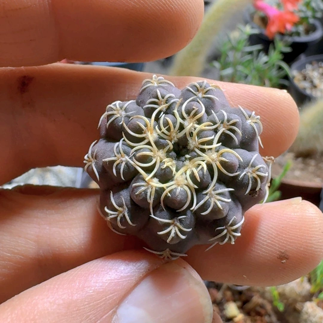 312白刺瑞昌玉脱土发货