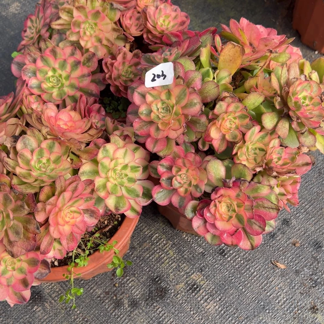 203荔枝有微瑕多肉3颗