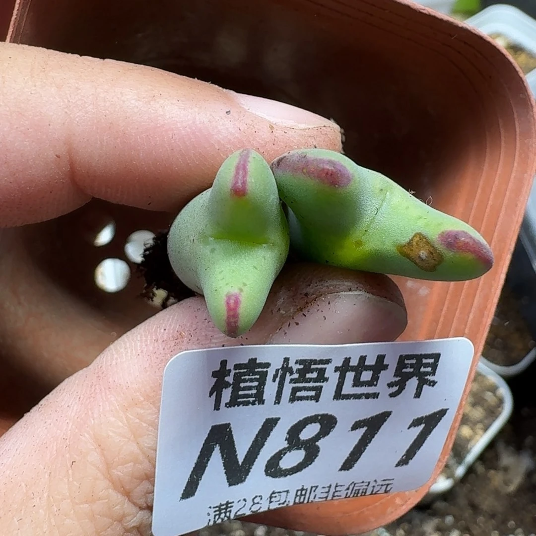 多肉植物的人生fghj