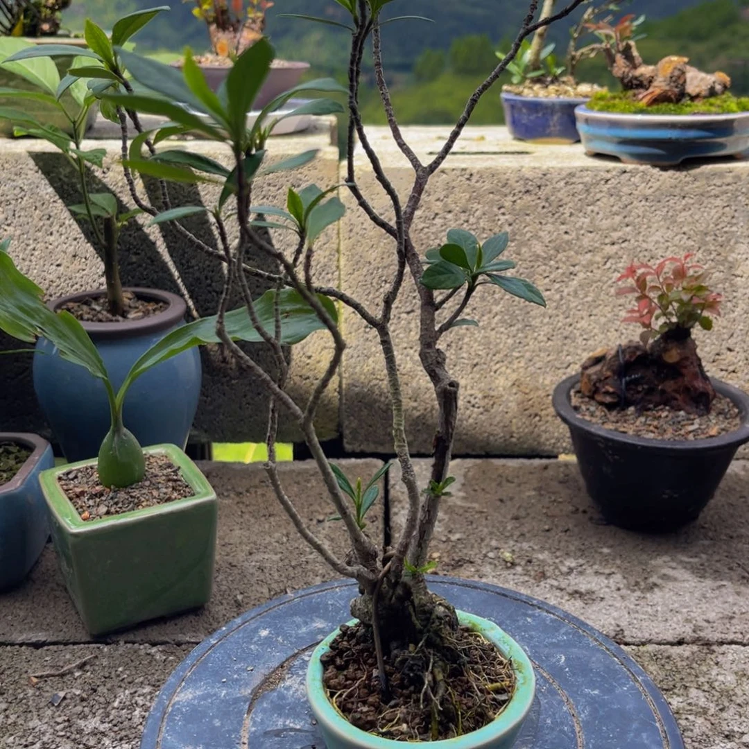 当前无花栽培后可以开花