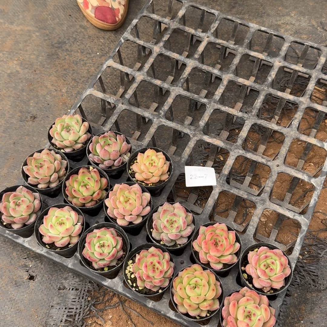 红东云杂交一颗量拍22-7