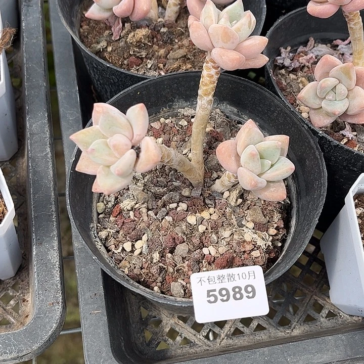 阿雅园艺。       5989龙蛋