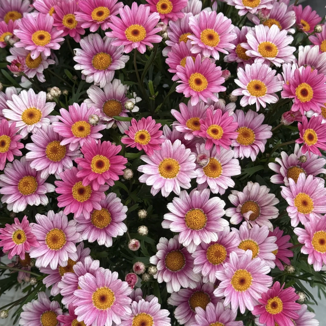 玛格丽特【可爱粉】 盆栽植物 耐热耐寒 多季开花 易养护