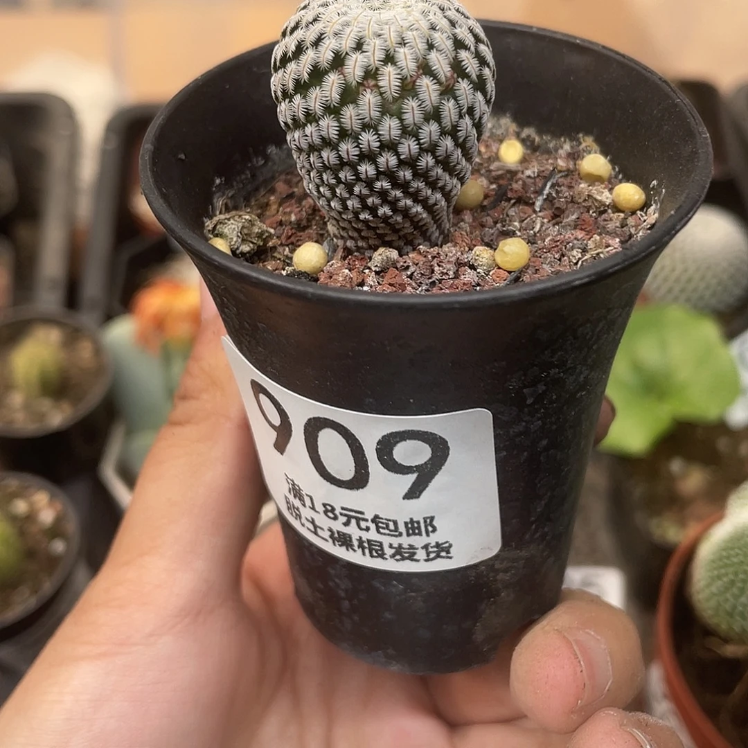 909白蝎子（满18元包邮）