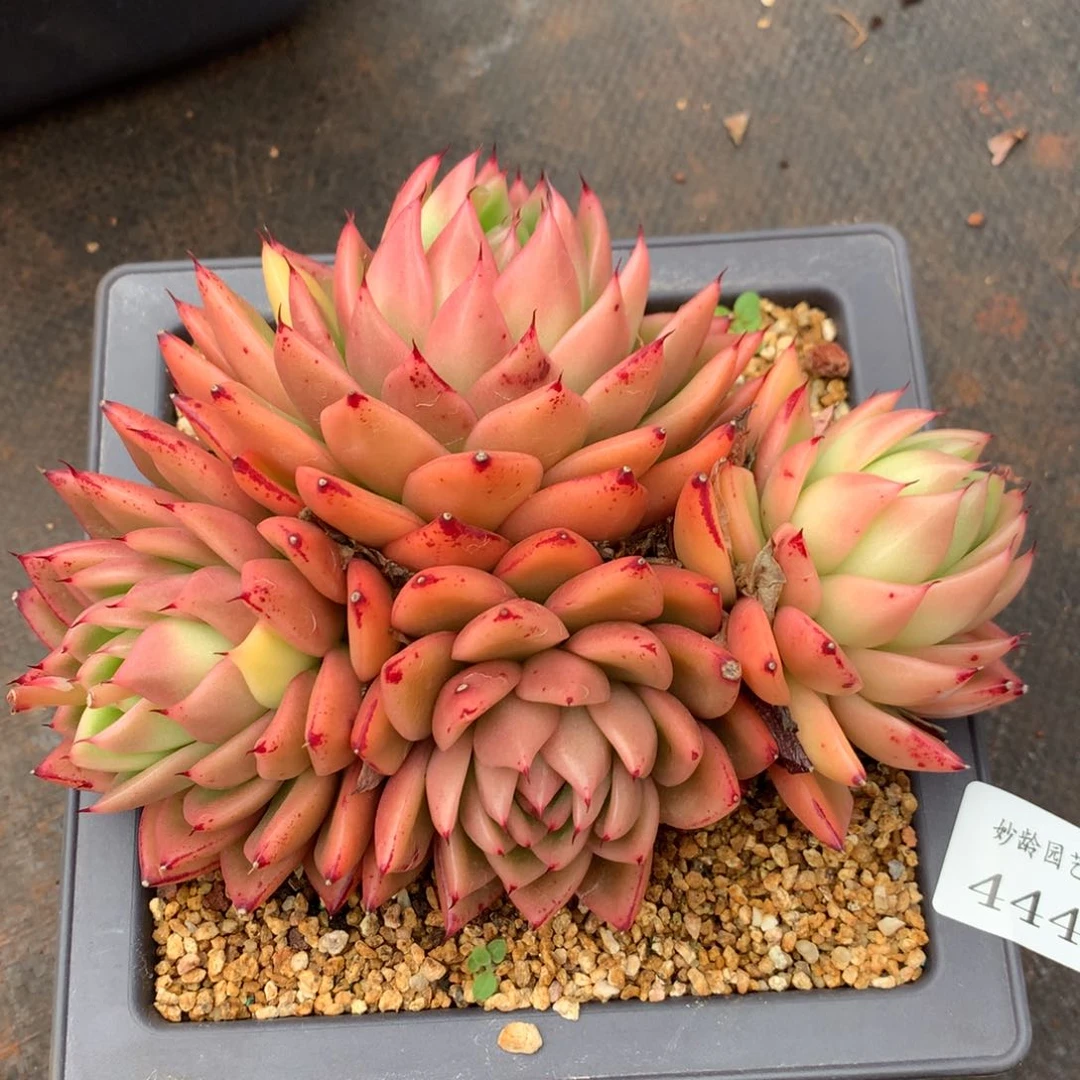 444杂交精品基地16冠