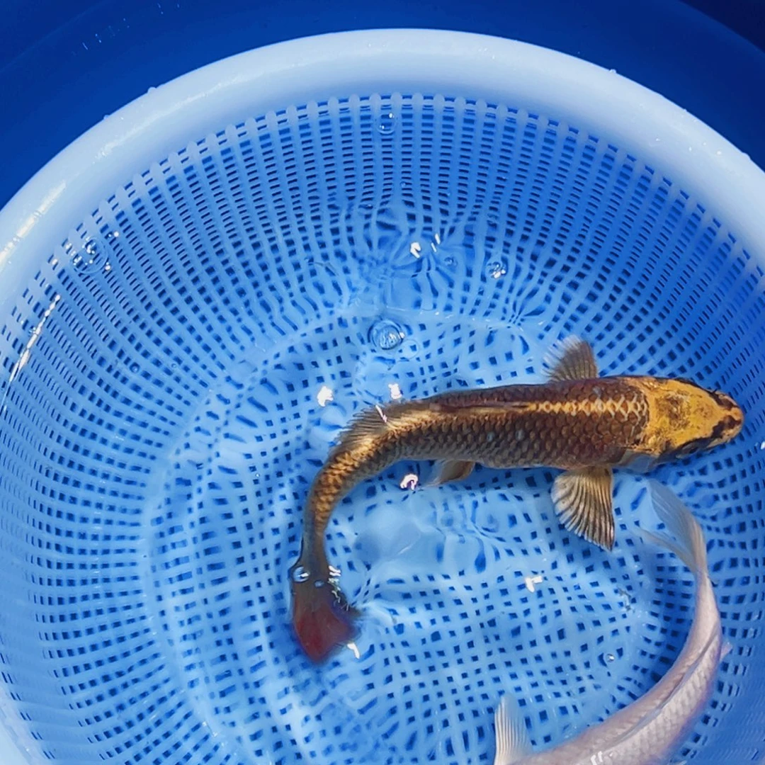 锦鲤锦鲤观赏鱼11111