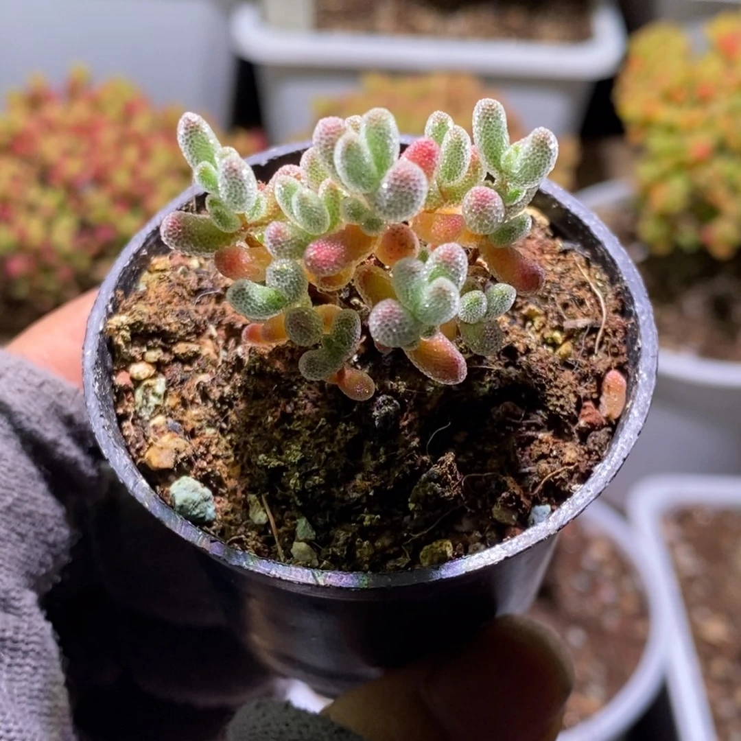 ?**来实生冰晶枝干番杏502