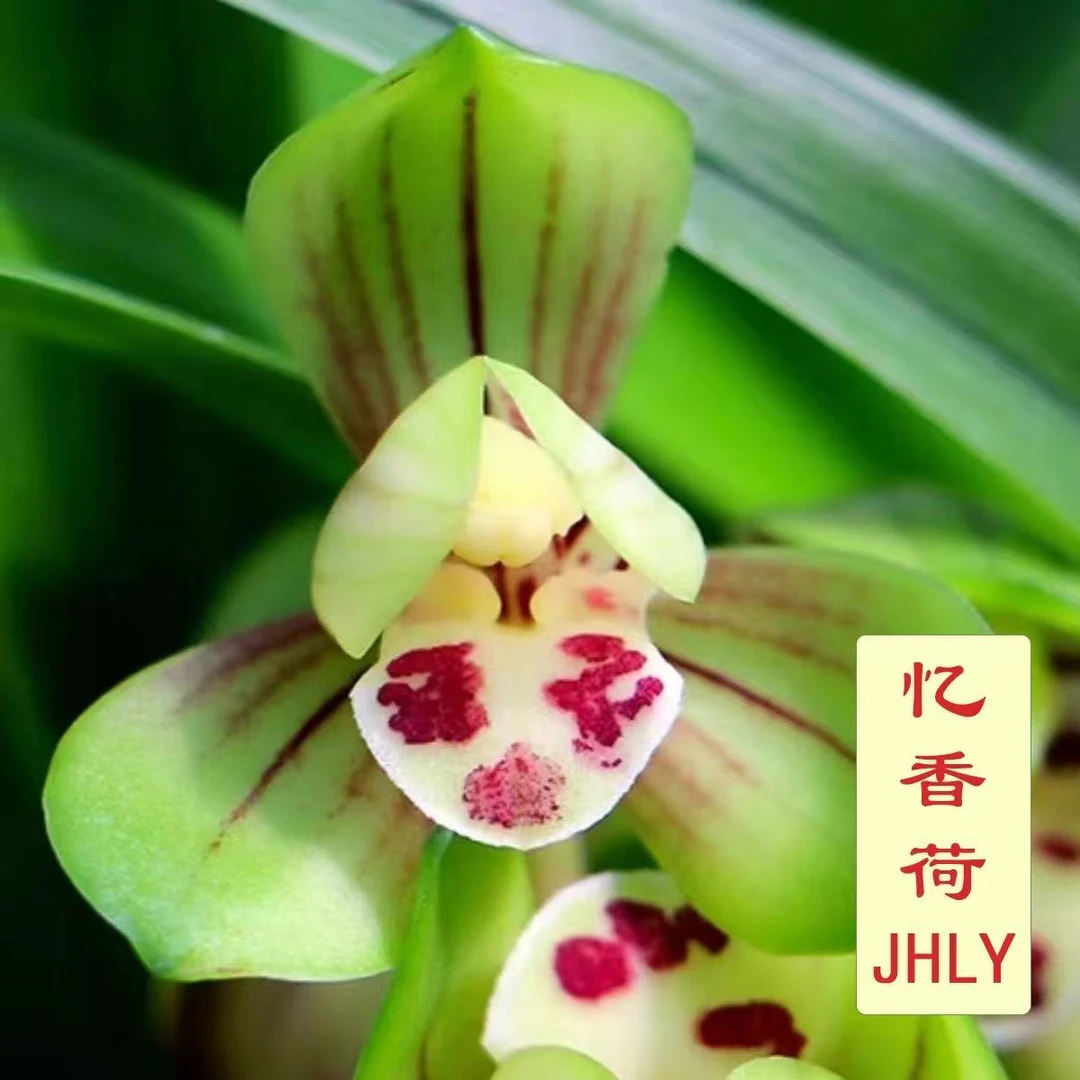 忆香荷脂建兰正品办公室园艺绿植庭院阳台花盆茶座