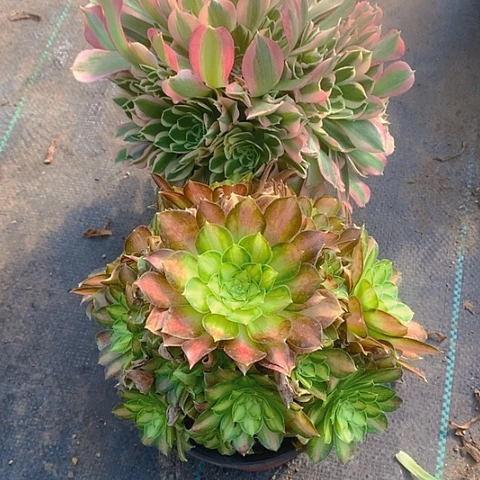 306法师2棵多肉植物