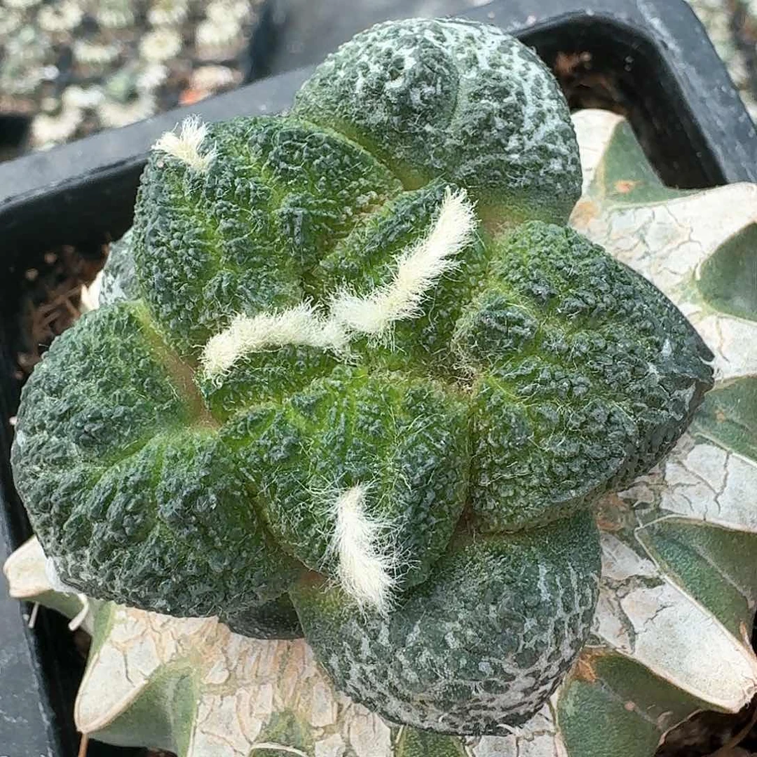 【闪购商品】无花朵青*大尤密尤哥斯拉009