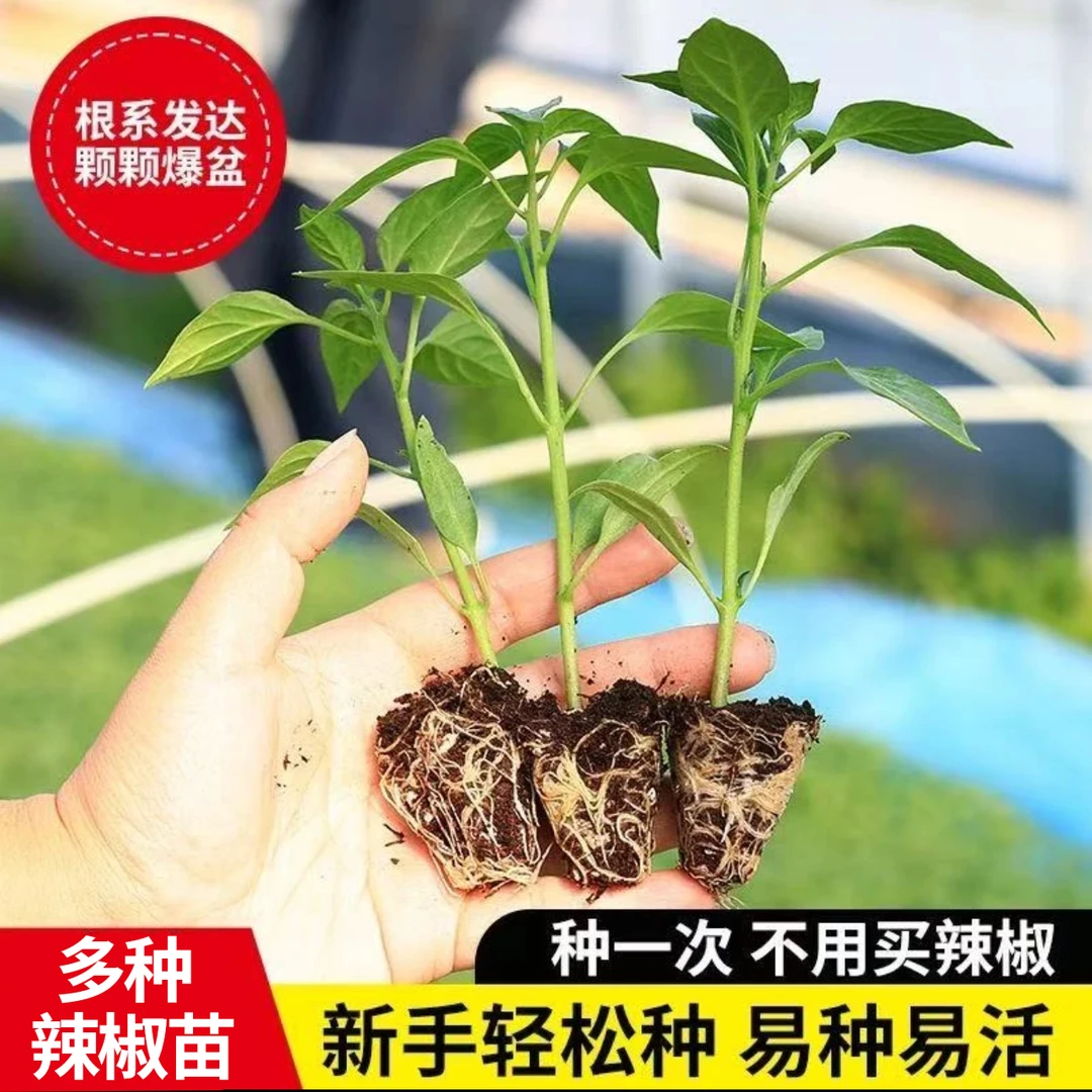 【开春福利】辣椒种苗朝天椒薄皮椒线椒灯笼椒甜椒五彩椒螺丝椒秧苗