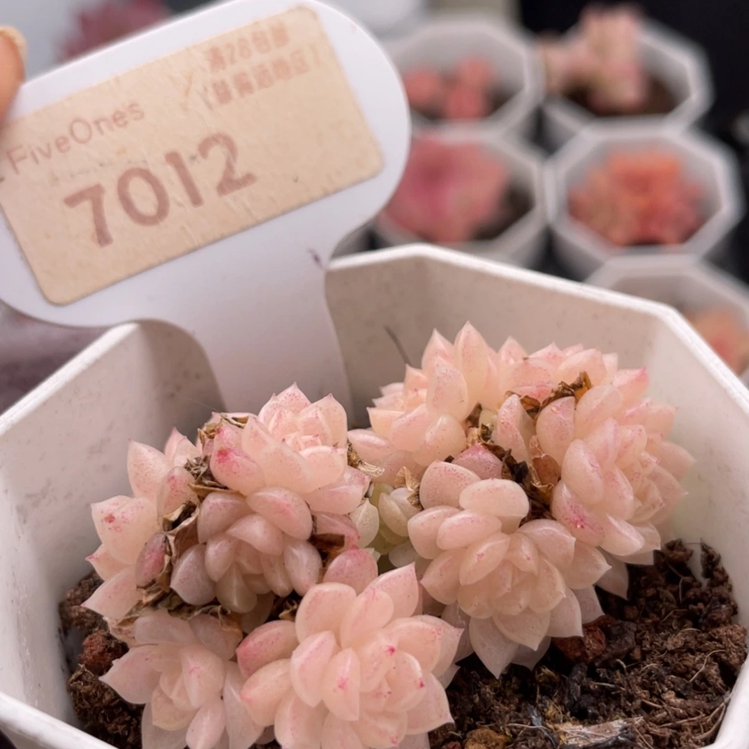 麦秆群7012-5.5厘米