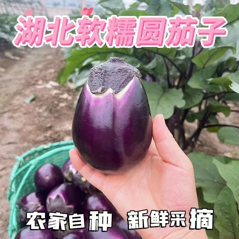 湖北本地露天种植老品种土圆茄子农家绿肉新鲜紫茄子现摘软糯茄子