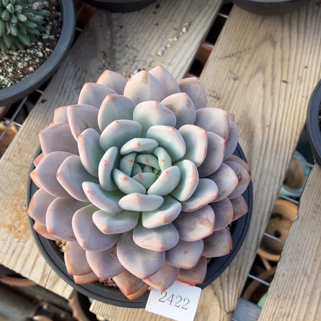 啵***2422肉肉肉肉肉肉肉