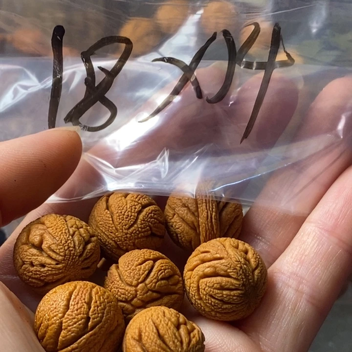 手串文玩核桃秦岭野生龙纹桃核18