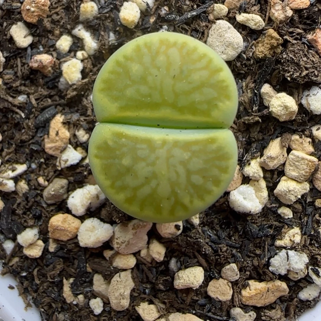 141 生石花大棚直播