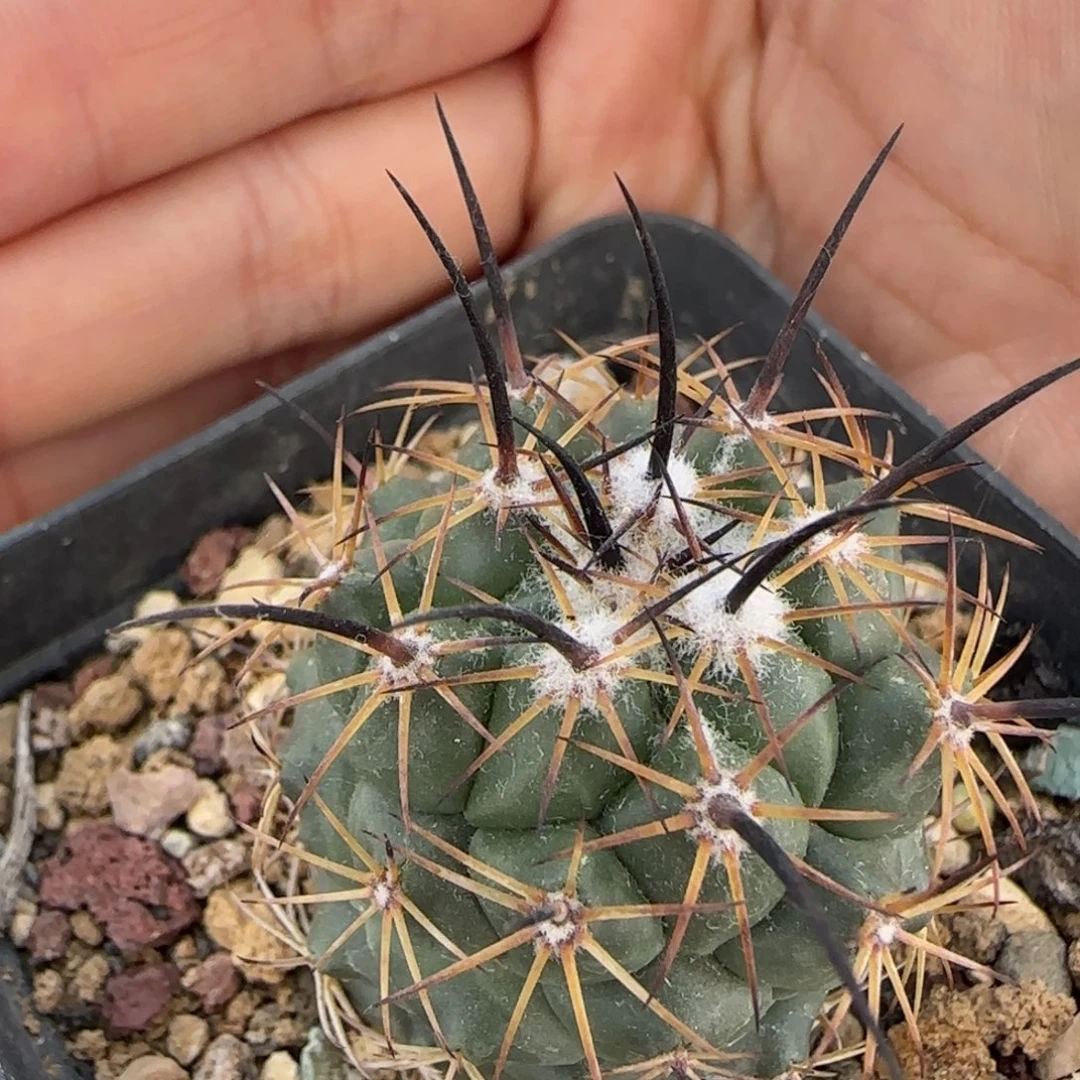 020实生枪骑士多肉