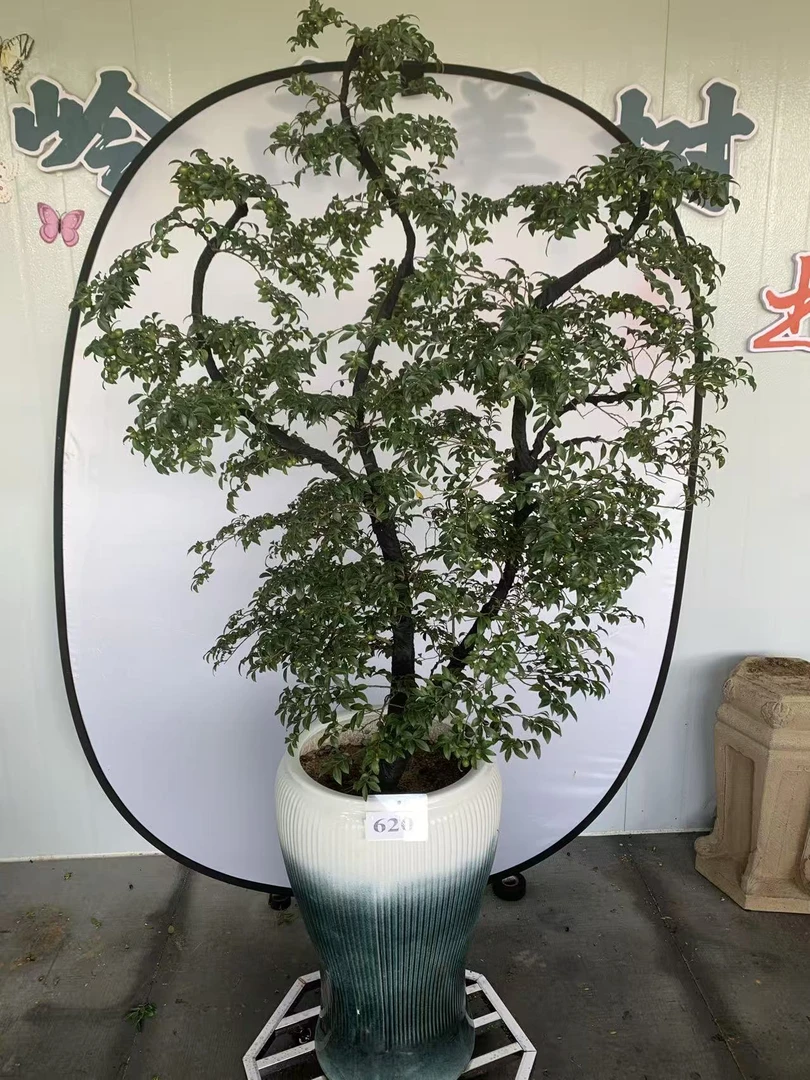 小叶紫檀黑骨茶盆景四季常青适合茶室办公室的禅意绿植