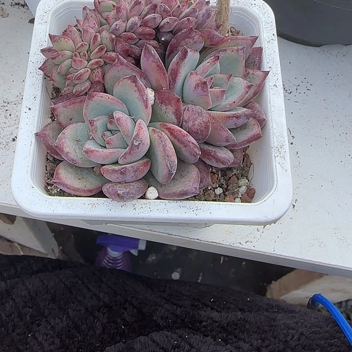 杨***姐青蛙王子儿童牙膏11