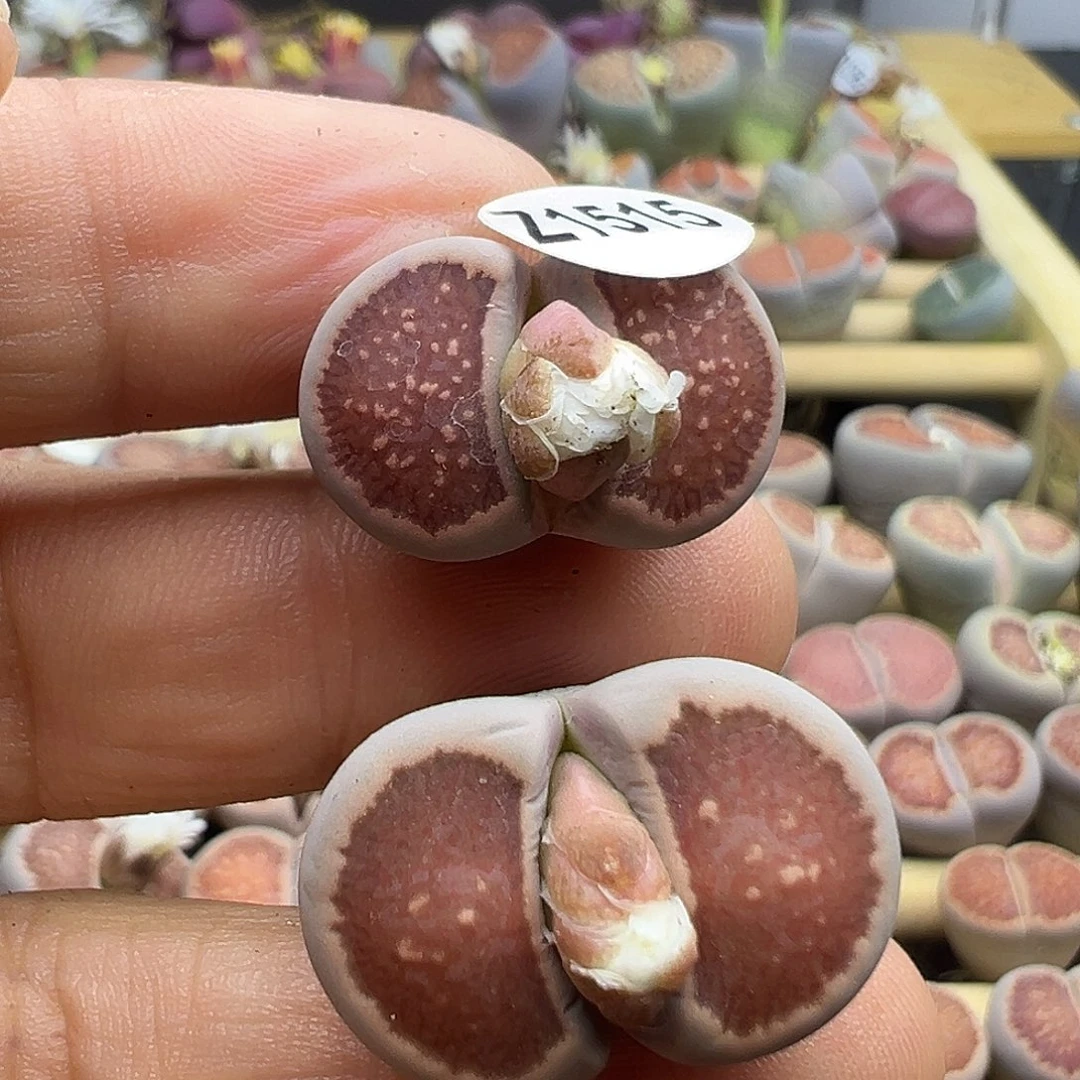 ?*朵1515两颗小美菊发货带点土