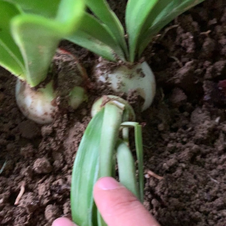 无花朵干邑橙酒5cm+W双胞胎