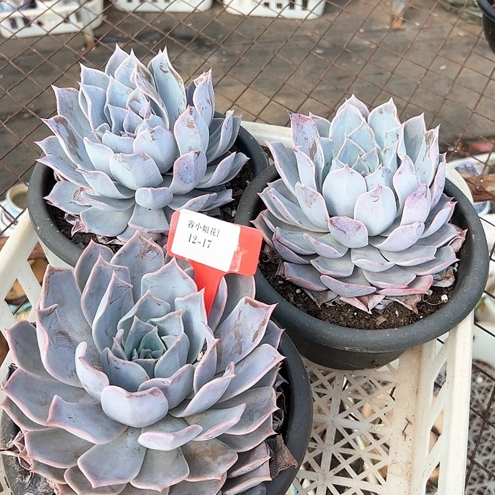 12.17露西娜一个脱土