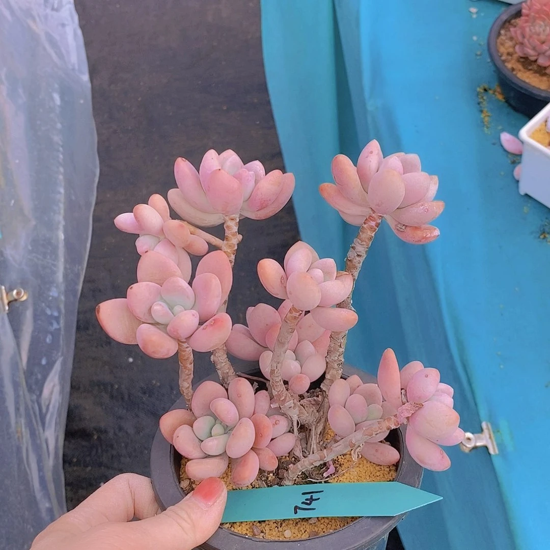 741多肉植物老桩