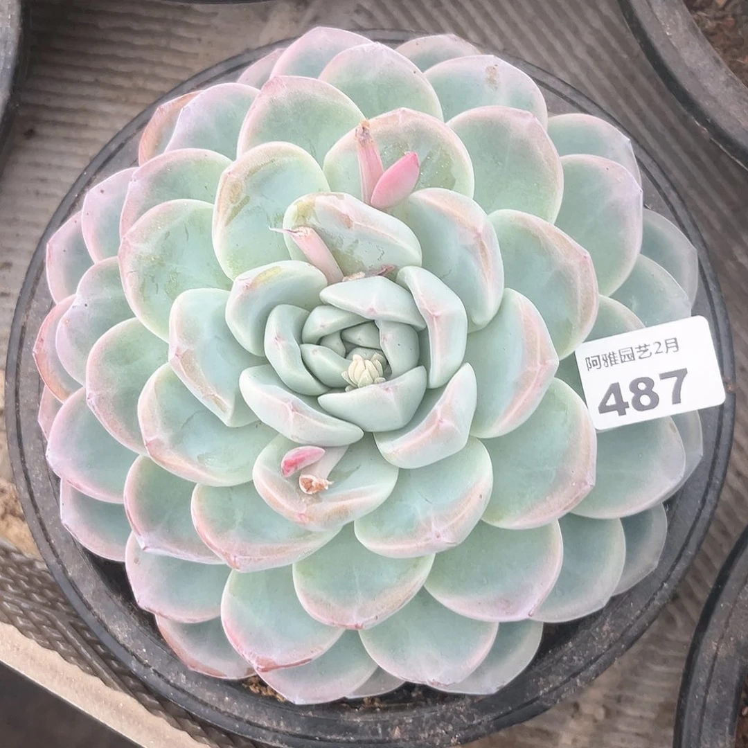 阿雅园艺。        487