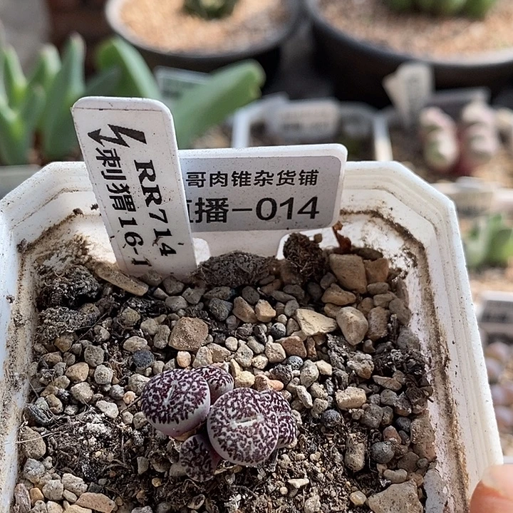 刺猬种源RR714墨5头群