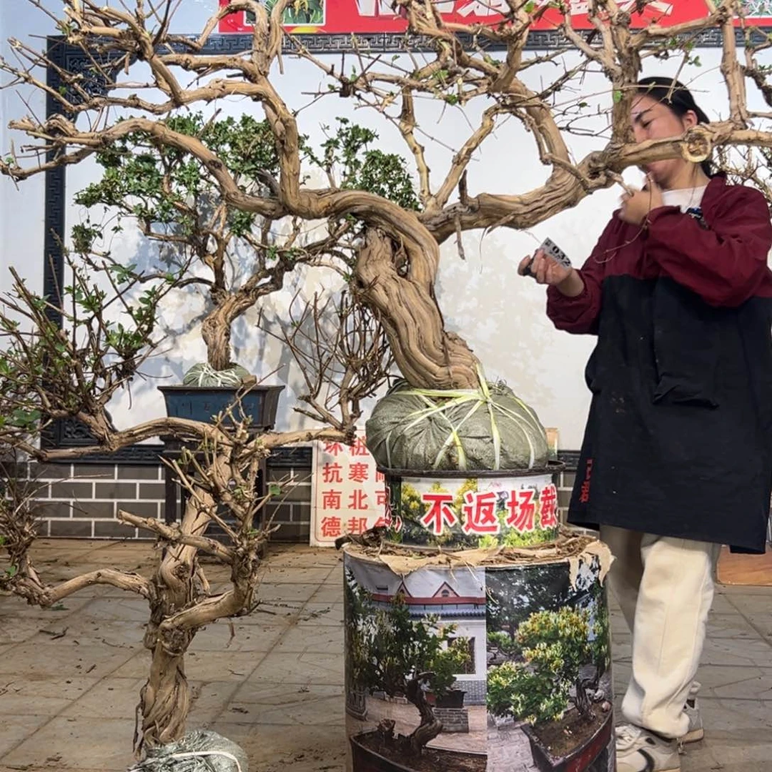 无花朵金银花555555555588