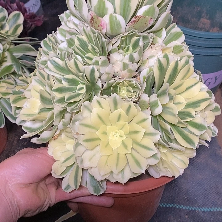 多肉植物保护研究所