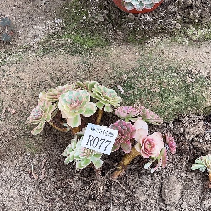077   3颗多肉植物