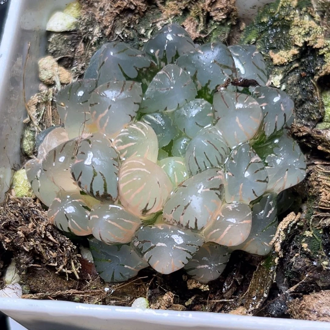恭喜发财大吉大利0019