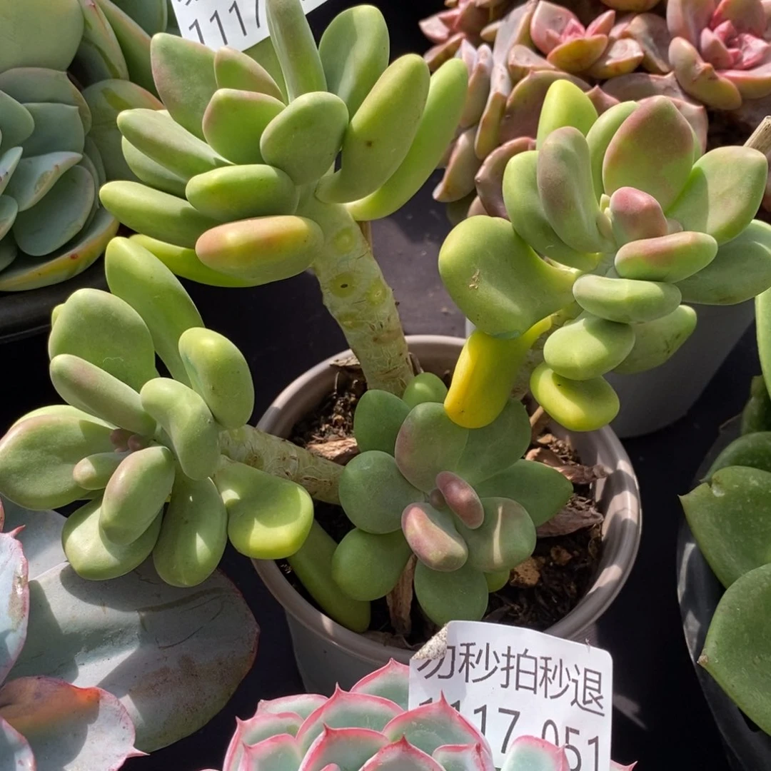 两单包邮1117-52芒果奶