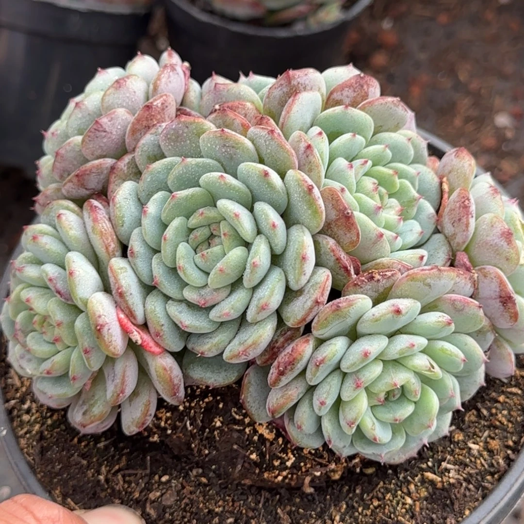 白胖子一物一拍包装收缩花旱