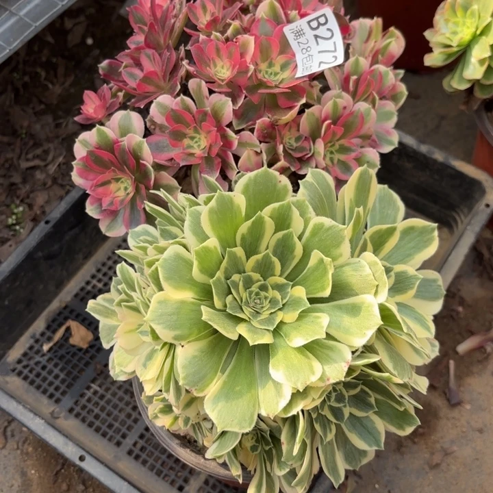 2颗多肉处理不包断头272