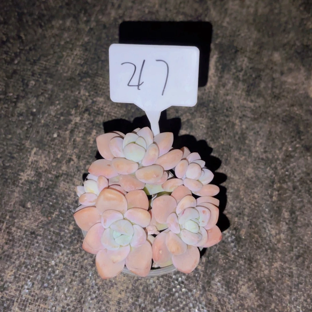 华****金我的小可爱们都好棒