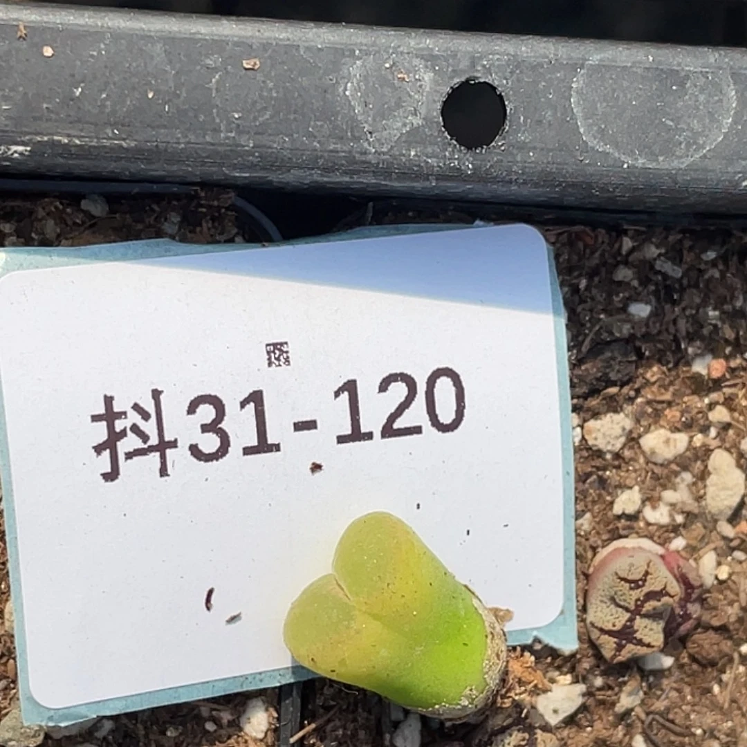 用***户31-120肉锥多肉植物