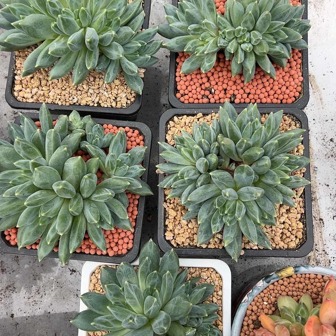 【闪购商品】重楼多肉植物
