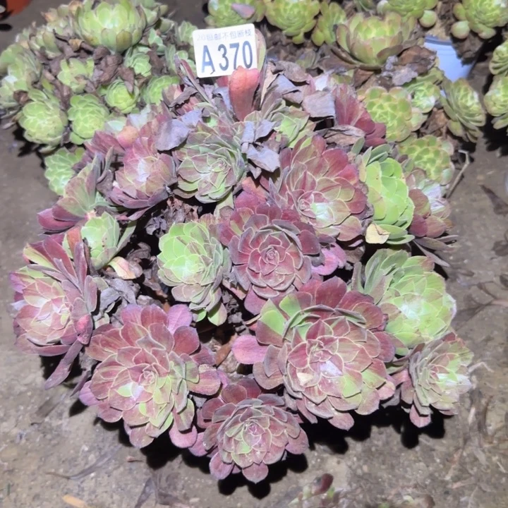 花月夜……不包断枝……多肉植物